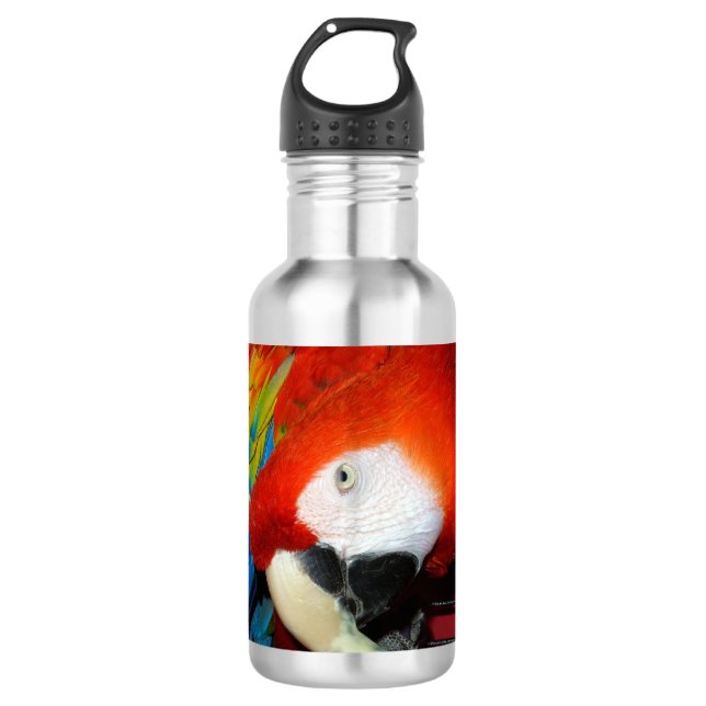 Curious Macaw 710 Ml Water Bottle (Front)
