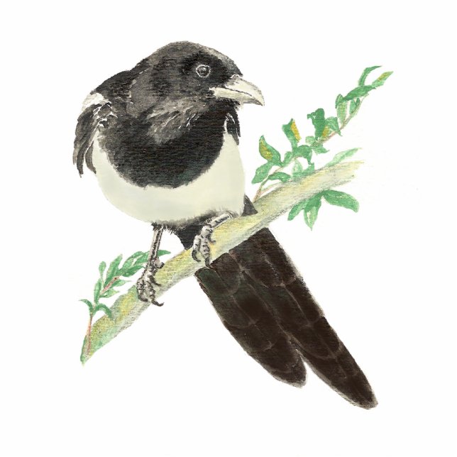 Curious Magpie, Looking at you, Humour Bird Standing Photo Sculpture (Front)