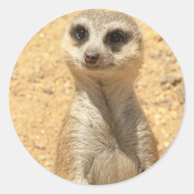 Curious Meerkat Sticker (Front)