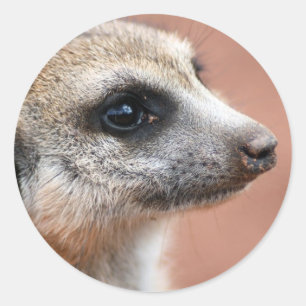 Curious Meerkat Sticker