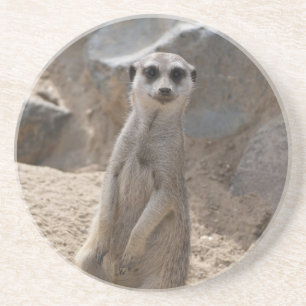 Curious Meerkat Wildlife Portrait Coaster