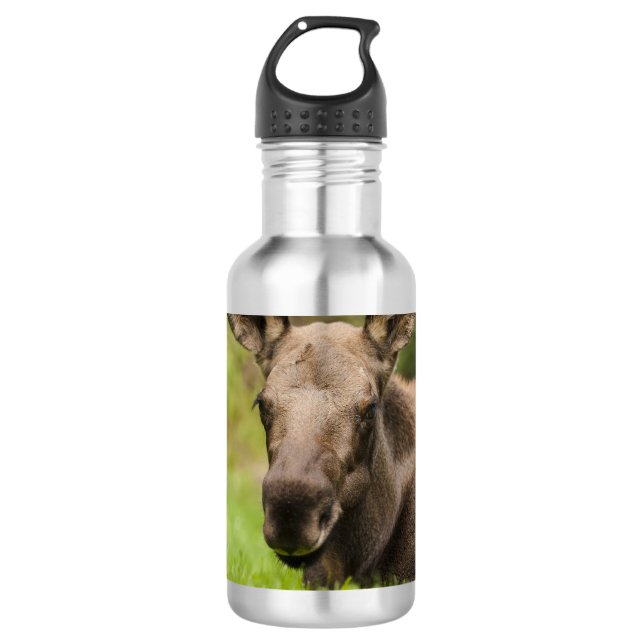 Curious Moose 532 Ml Water Bottle (Front)