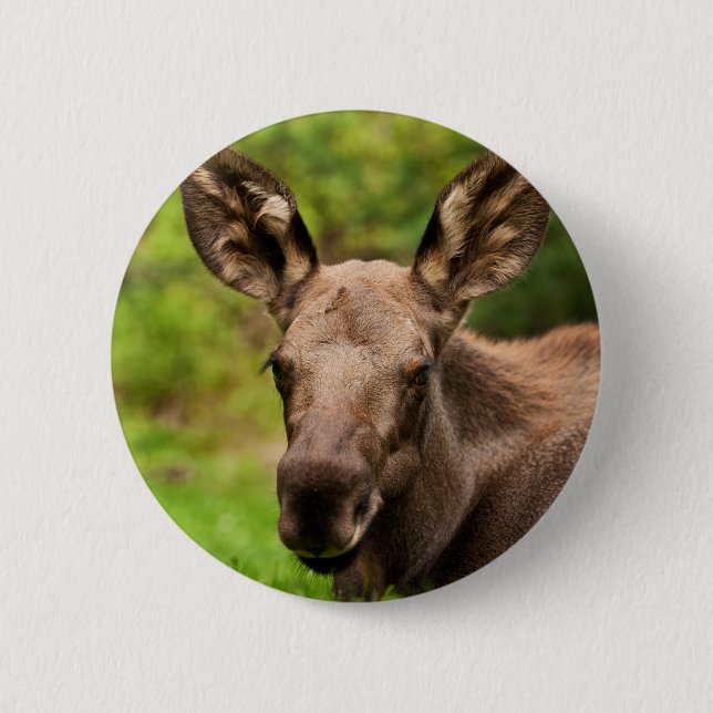 Curious Moose 6 Cm Round Badge (Front)