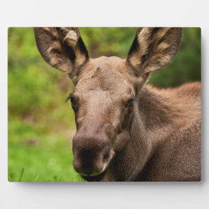 Curious Moose Plaque