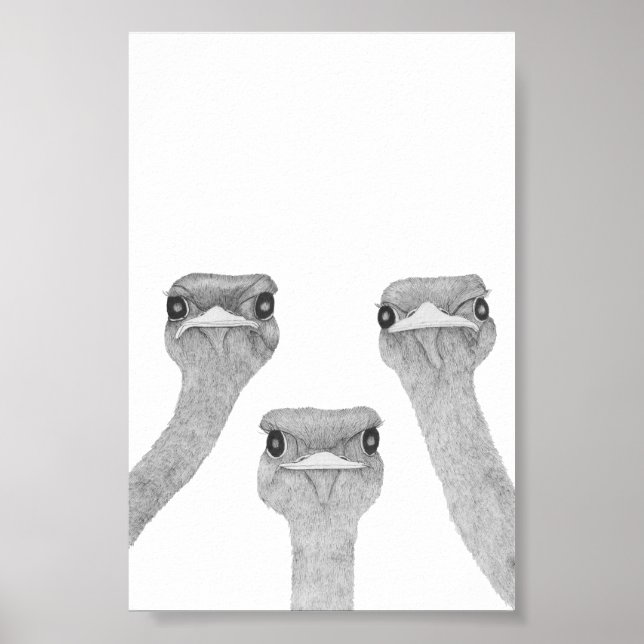 Curious Ostriches Poster (Front)