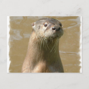 Curious Otter Postcard
