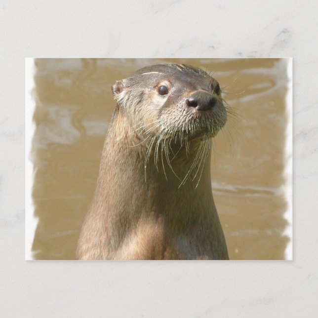 Curious Otter Postcard (Front)