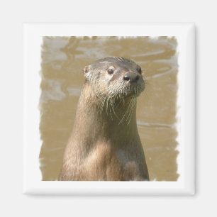 Curious Otter Square Magnet