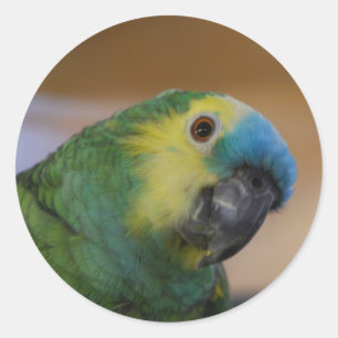 Curious Parrot Classic Round Sticker