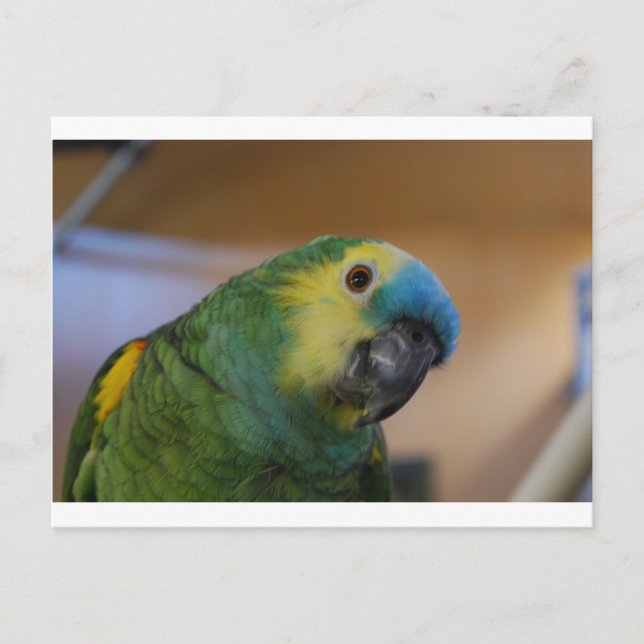 Curious Parrot Postcard (Front)