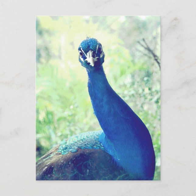 Curious peacock postcard (Front)