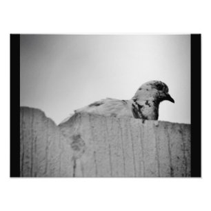 Curious Pigeon Photo Print