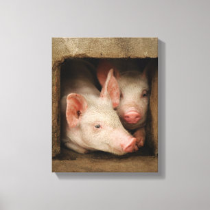 Curious Piglets Canvas Print