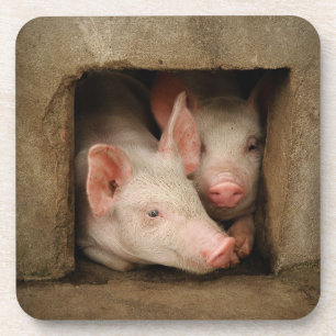 Curious Piglets Coaster