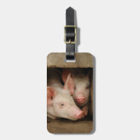 Curious Piglets