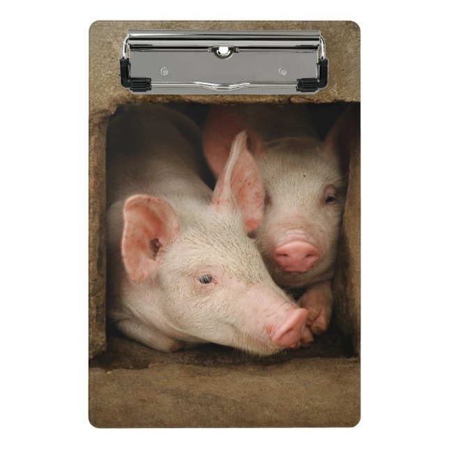 Curious Piglets Mini Clipboard (Front)