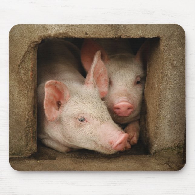 Curious Piglets Mouse Mat (Front)