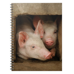 Curious Piglets Notebook