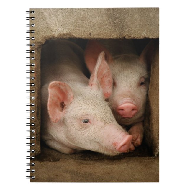 Curious Piglets Notebook (Front)