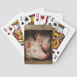 Curious Piglets Playing Cards