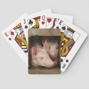 Curious Piglets Playing Cards