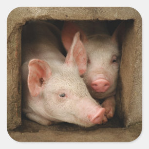 Curious Piglets Square Sticker