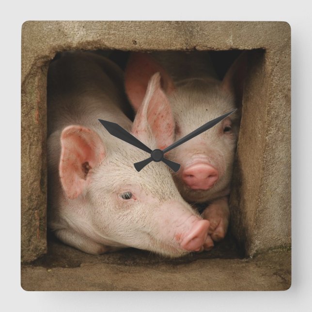 Curious Piglets Square Wall Clock (Front)