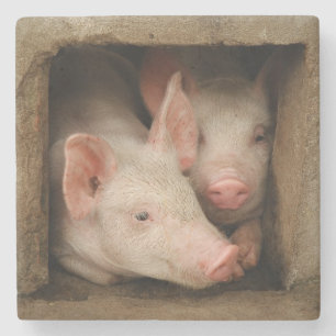Curious Piglets Stone Coaster