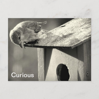 Curious Postcard