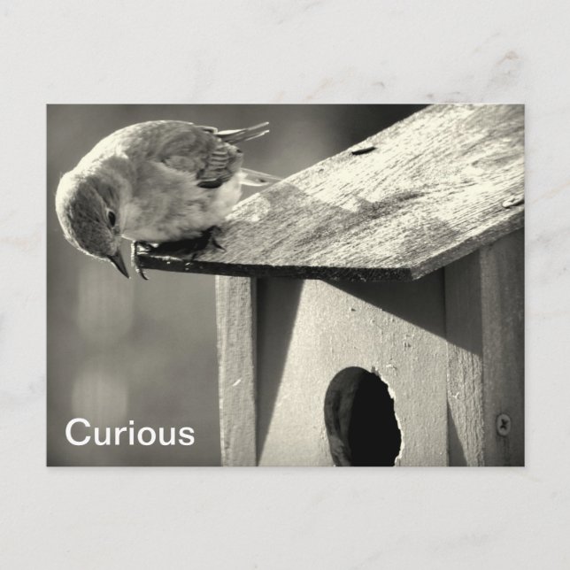 Curious Postcard (Front)