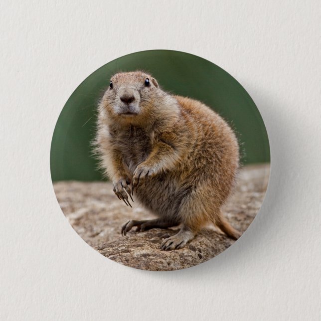 Curious Prairie Dog Badge (Front)