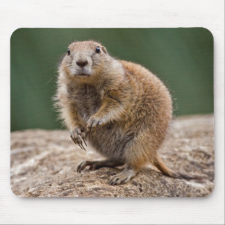 Curious Prairie Dog Mousemat