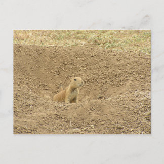 Curious Prairie Dog Postcard
