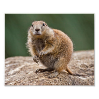 Curious Prairie Dog Print