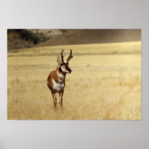 Curious Pronghorn Antelope Print