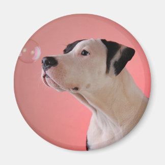 Curious pup magnet