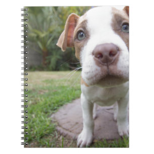 Curious Puppy Notebook