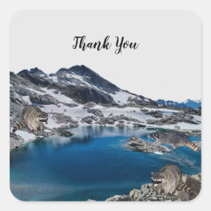 Curious Raccoons Square Sticker