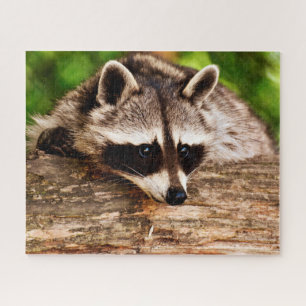 Curious Racoon, Jigsaw Puzzle