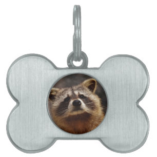 Curious Racoon Pet Name Tag