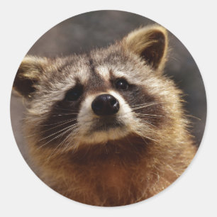 Curious Racoon Photo Classic Round Sticker