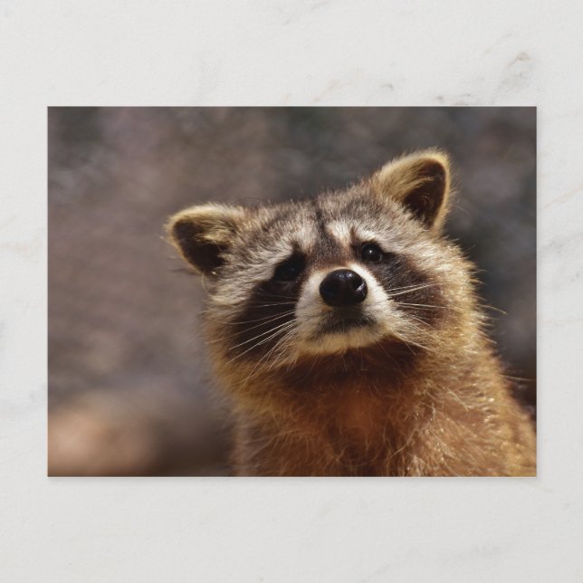 Curious Racoon Photo Postcard (Front)
