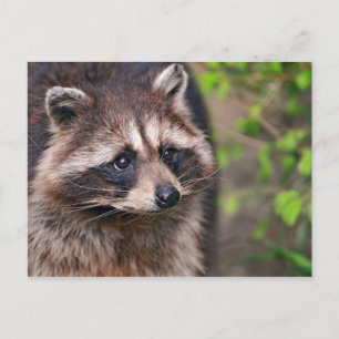 Curious Racoon Postcard