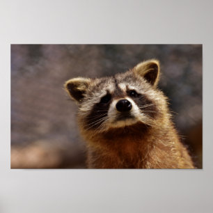 Curious Racoon Poster