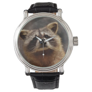 Curious Racoon Watch