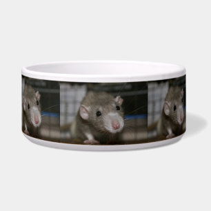 Curious Rat