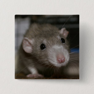 Curious Rat 15 Cm Square Badge