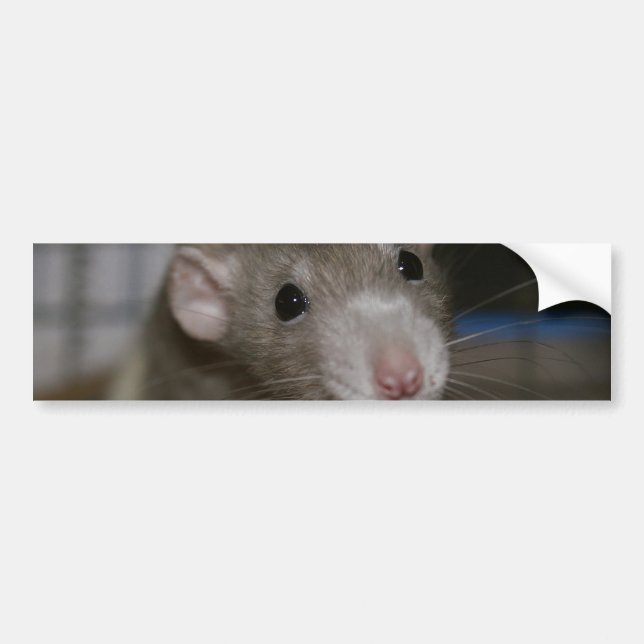 Curious Rat Bumper Sticker (Front)