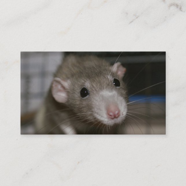 Curious Rat Business Card (Front)