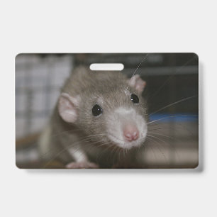 Curious Rat ID Badge